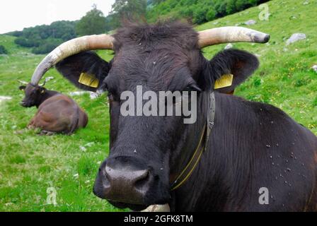 Slowenien. Planina Zaprikraj. WWI-Website. Weidevieh. Stockfoto