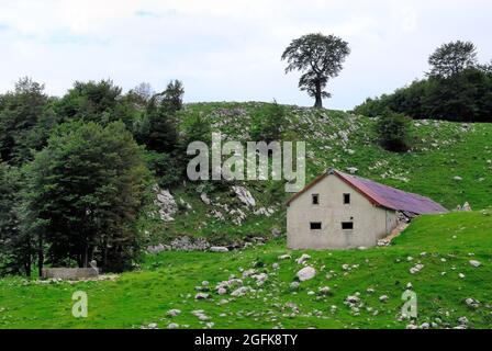 Slowenien. Planina Zaprikraj. WWI-Website. Weidevieh. Stockfoto