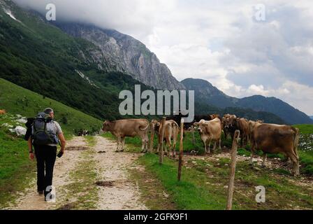 Slowenien. Planina Zaprikraj. WWI-Website. Weidevieh. Stockfoto