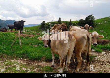 Slowenien. Planina Zaprikraj. WWI-Website. Weidevieh. Stockfoto