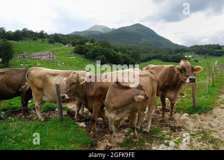 Slowenien. Planina Zaprikraj. WWI-Website. Weidevieh. Stockfoto