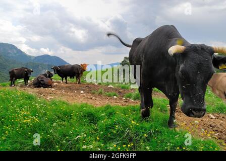 Slowenien. Planina Zaprikraj. WWI-Website. Weidevieh. Stockfoto