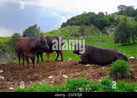 Slowenien. Planina Zaprikraj. WWI-Website. Weidevieh. Stockfoto