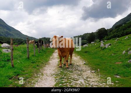 Slowenien. Planina Zaprikraj. WWI-Website. Weidevieh. Stockfoto