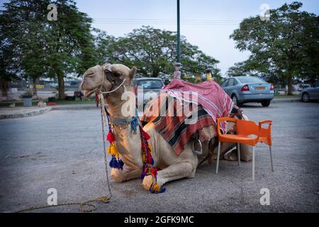 Ein funktionierendes Kamel ruht zwischen Spaziergängen an einer Straßenhaltestelle nördlich von Jerusalem in Israel. Stockfoto