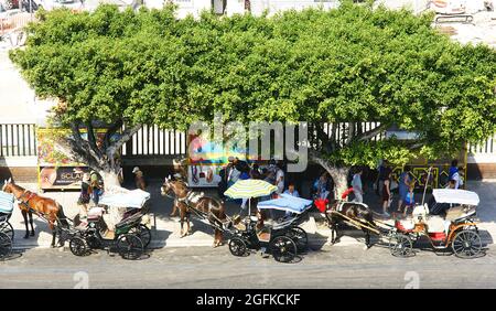 Pferdekutsche auf einer Straße in Palermo, Italien, Europa Stockfoto