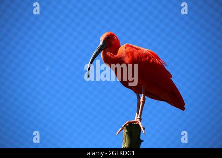 Scharlachrote Ibisse (Eudocimus ruber) auf einem Holzpfahl. Stockfoto