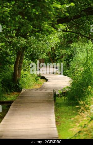 Holzweg, der durch einen dichten Wald führt. Stockfoto
