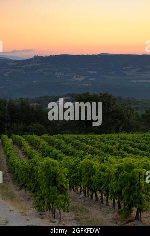 WEINGUT, SAIGNON, REGIONALER NATURPARK LUBERON, VAUCLUSE (84) Stockfoto