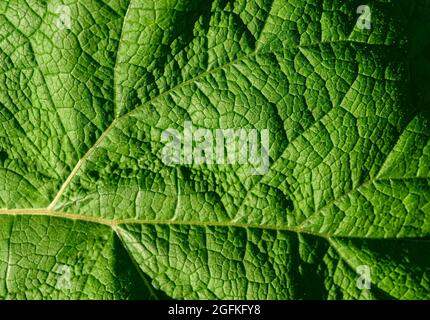 Grünes Blatt Klette als natürlichen Hintergrund. Selektiver Fokus. Stockfoto