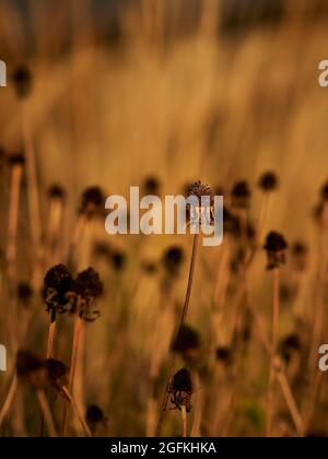 Ein Stängel mit Stacheln, strukturierte Samenköpfe von abgehenden Blumen auf einem städtischen Platz, beleuchtet vom warmen, goldenen Herbstsonnenlicht. Stockfoto