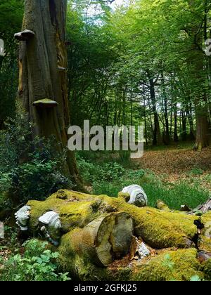 Kolossale Pilze, die Größe von Speispflanzen, auf einem gefallenen, moosbedeckten Baumstamm in einer Waldlichtung. Stockfoto