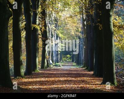 Ein Weg durch den Herbstwald mit Buchen und gefallenen Blättern, mit den Farben braun, orange, gelb, ocker Stockfoto