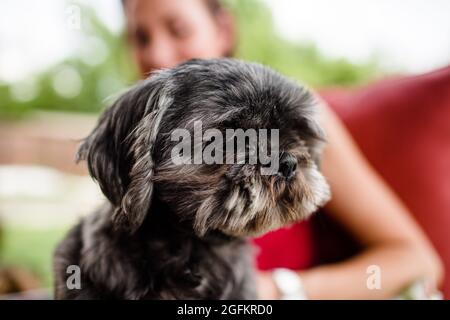 Nahaufnahme von Shih Tzu auf der Besitzerlap in Ohio Stockfoto