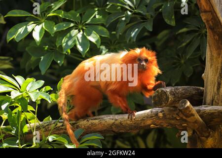 goldlöwen-Tamarin in der Vegetation eines tropischen Dschungels Stockfoto