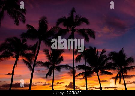 Regenbogen Hawaiian bewölkt Sonnenuntergang mit Palmen Silhouetten Stockfoto