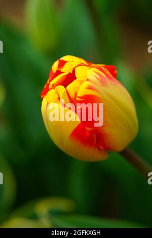 Rote und gelbe Tulpenblüten wachsen im Frühlingsgarten Stockfoto