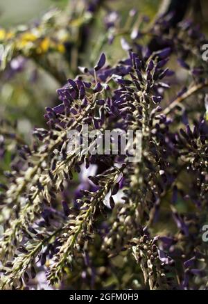 Wunderschön blüht im Frühling Magical Lavender Purple Chinese Wisteria