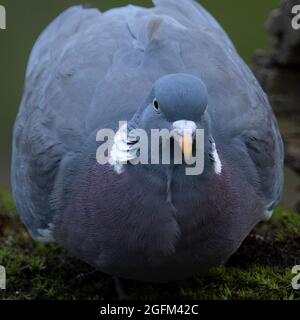 Erwachsene Holztaube oder gewöhnliche Holztaube, Columba palumbus, trinkend aus einem Teich in einem Wald Stockfoto