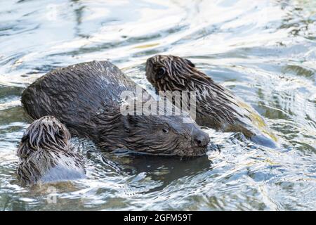 Junge Biber kuscheln sich mit einem Elternteil, Moskau, Russland Stockfoto