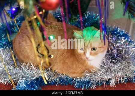 Rothaarkatze liegt unter dem Weihnachtsbaum in Dekoration. Stockfoto