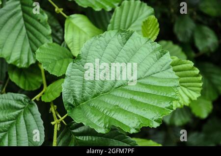 Alnus glutinosa, bekannt als Erle, Erle, Erle, Erle oder Erle, Grüne Pflanzenblätter in Deutschland, Europa Stockfoto