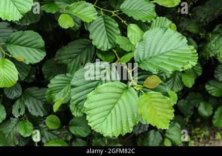 Alnus glutinosa, bekannt als Erle, Erle, Erle, Erle oder Erle, Grüne Pflanzenblätter in Deutschland, Europa Stockfoto