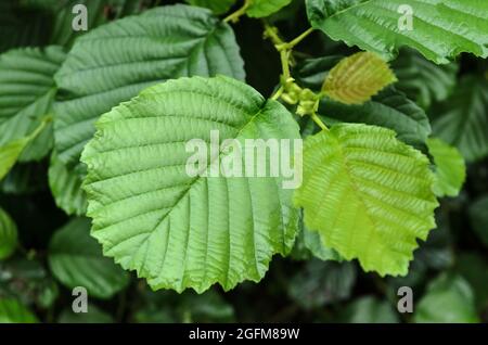 Alnus glutinosa, bekannt als Erle, Erle, Erle, Erle oder Erle, Grüne Pflanzenblätter in Deutschland, Europa Stockfoto