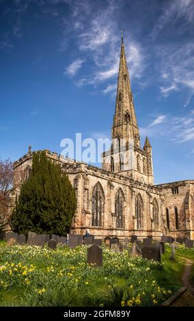 Großbritannien, England, Derbyshire, Ashbourne, St. Oswald’s Church, Im Frühling blüht Narzisse im Kirchhof Stockfoto