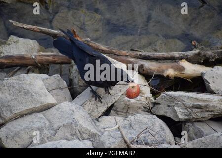 raven am Rhein beim Apfelessen Stockfoto