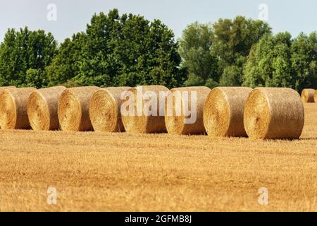 Gruppe von Heuballen in einer Reihe an einem sonnigen Sommertag mit grünen Bäumen auf dem Hintergrund, Padan Ebene oder Po-Tal, Lombardei, Italien, Südeuropa. Stockfoto