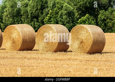 Drei Heuballen in Folge an einem sonnigen Sommertag mit grünen Bäumen im Hintergrund, Padan-Ebene oder Po-Tal, Lombardei, Italien, Südeuropa. Stockfoto