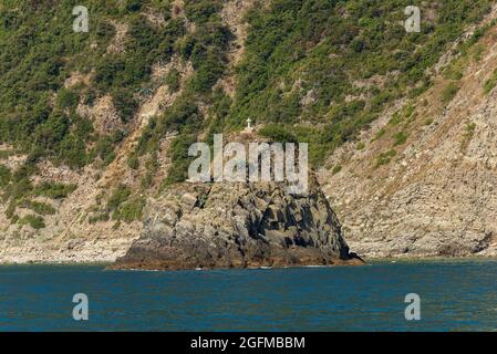 Klippen und Mittelmeer (Scoglio Ferale), Küste des Nationalparks Cinque Terre, Campiglia Tramonti, La Spezia, Ligurien, Italien, Europa. Stockfoto