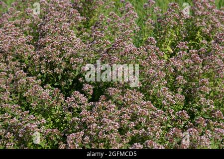 Sommer Blühende kleine blassen rosa Blüten auf einer Mehrjährigen Majoran-Kräuterpflanze (Origanum Majorana 'Gold Tipped'), die in einer krautigen Grenze in einem Gard wächst Stockfoto