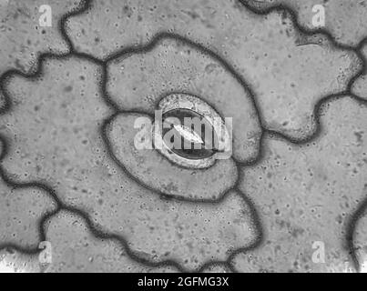 Mikroskopische Aufnahme von Stomata auf dem Blatt der Portulaca oleracea Pflanze Stockfoto