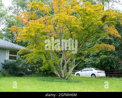 Die Blätter drehen sich zu Beginn des Herbstes in Nordamerika Stockfoto