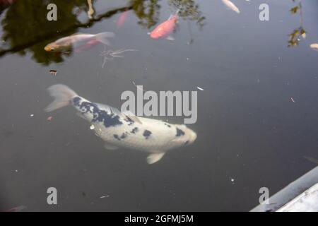 Koy Karpfen schwimmen im Fischteich Stockfoto