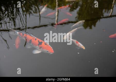 Koy Karpfen schwimmen im Fischteich Stockfoto
