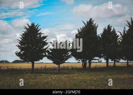 Calden, Prosopis Caldenia in der Landschaft von Pampas, typischer Baum der Pampaebene, Provinz La Pampa, Patagonien, Argentinien. Stockfoto