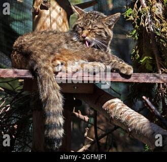 Kincraig, Kingussie, Schottland, Großbritannien. August 2021. Highland Wildlife Park, Scottish Wildcat, Highland Wildlife Park sind seit über 10 Jahren an der Erhaltung von Wildkatzen beteiligt und spielen auch weiterhin eine entscheidende Rolle bei den langfristigen Wiederauffüllungsbemühungen für diese Art. Im Bild: Nur ein Erwachsener der verschiedenen Wildkatzen, die sich im Park befinden. Quelle: Arch White/Alamy Live News. Stockfoto