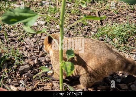Pelzige kleine Proboscis-Bären krabbeln herum Stockfoto