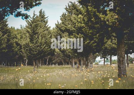 Calden, Prosopis Caldenia in der Landschaft von Pampas, typischer Baum der Pampaebene, Provinz La Pampa, Patagonien, Argentinien. Stockfoto