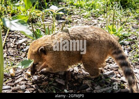 Pelzige kleine Proboscis-Bären krabbeln herum Stockfoto