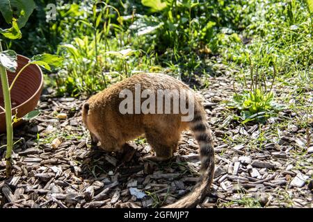 Pelzige kleine Proboscis-Bären krabbeln herum Stockfoto