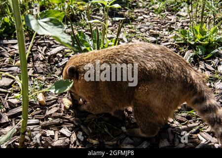 Pelzige kleine Proboscis-Bären krabbeln herum Stockfoto