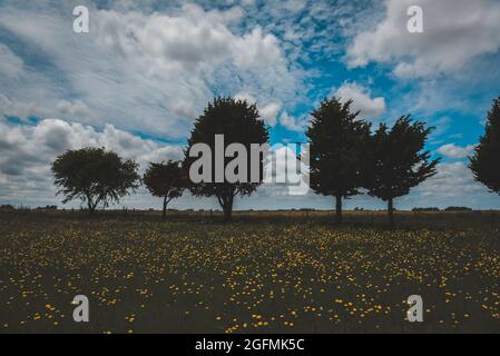 Calden, Prosopis Caldenia in der Landschaft von Pampas, typischer Baum der Pampaebene, Provinz La Pampa, Patagonien, Argentinien. Stockfoto