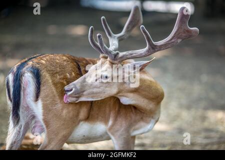 Brachhirsche, Varna Zoo Stockfoto