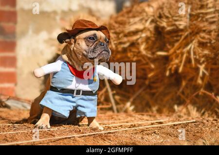 Niedlicher französischer Bulldogge trägt Halloween Cowboy Ganzkörperkostüm mit gefälschten Armen und Hosen vor Heuballen Stockfoto