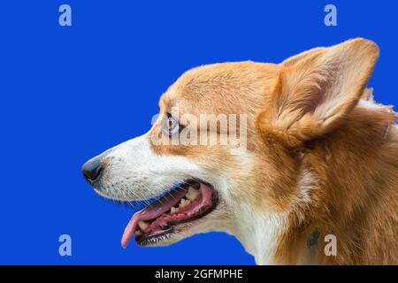 Lächelnder rothaariger Corgi-Hund züchtet Halbgesicht auf hellblauem Hintergrund Porträt Nahaufnahme selektiver Fokus Stockfoto