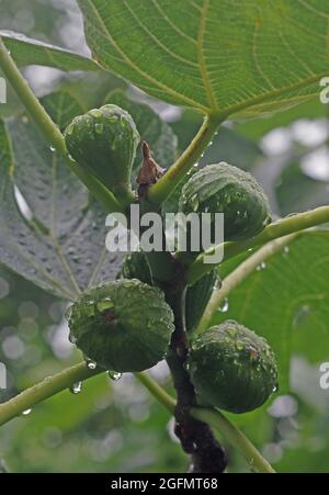 Unreife Früchte des Feigenbaums im Regen Stockfoto